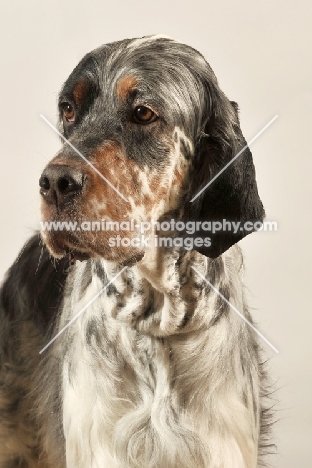 English Setter head study