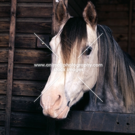 Arab stallion portrait