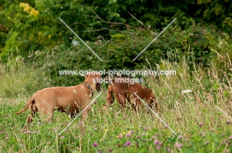 two Hungarian Vizslas amongst greenery