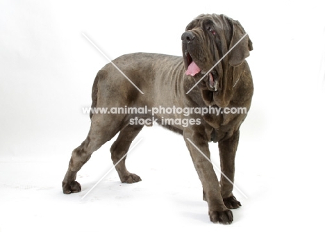 Neapolitan Mastiff on white background