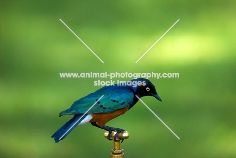 superb starling perched on tap
