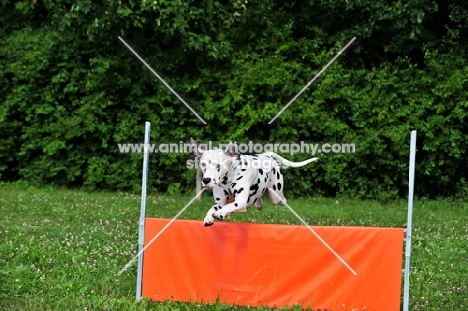 black spotted Dalmatian jumping