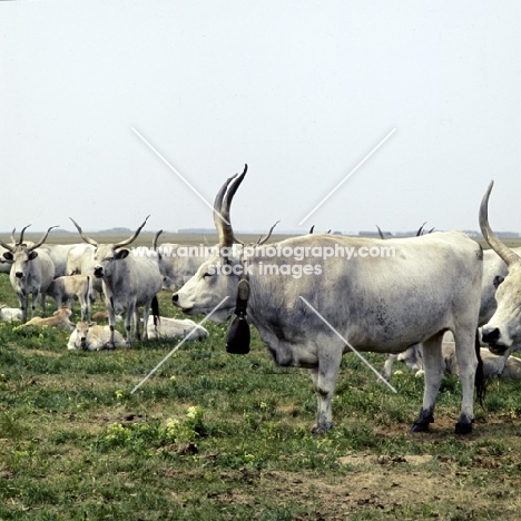 hungarian grey cow wearing cow bell 0nhortobágy puszta,