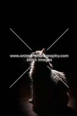 Household cat, sitting on black background