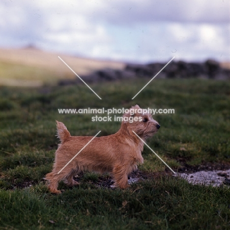 norfolk terrier puppy standing on a hillside