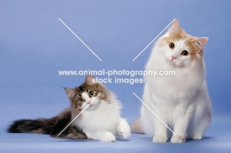 Brown Mackerel Tabby & White and Cream Mackerel Tabby & White Norwegian Forest Cats
