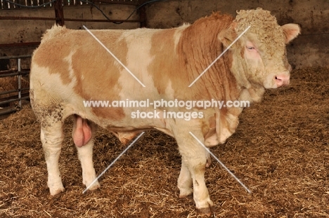 simmental bull