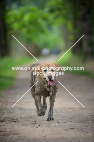 dirty yellow labrador retriever walling on a beautiful path in the woods