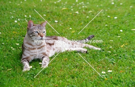 marble Bengal lying on grass