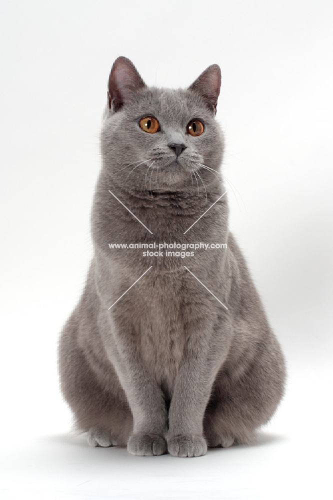 Chartreux cat front view on white background