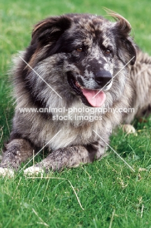 Old German Sheepdog lying down (aka Altdeutsche Hutehund)