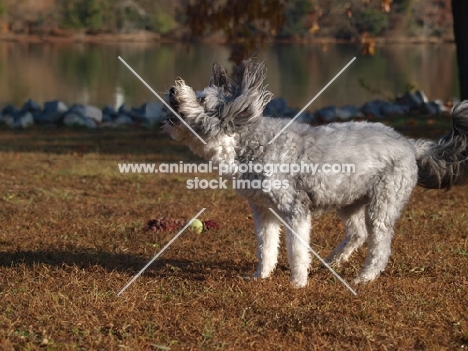 clipped Bearded Collie shaking