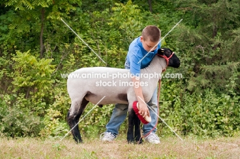 Young boy grooming his show ready suffolk wether.