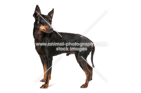 Australian Champion Toy terrier on white background