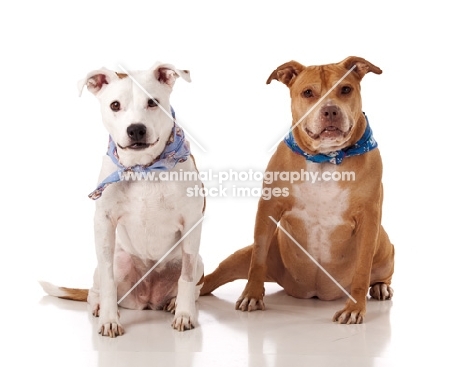 American Pit Bull Terriers