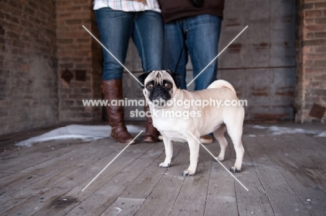 fawn Pug standing near owners