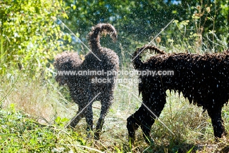 two poodles shaking themselves dry