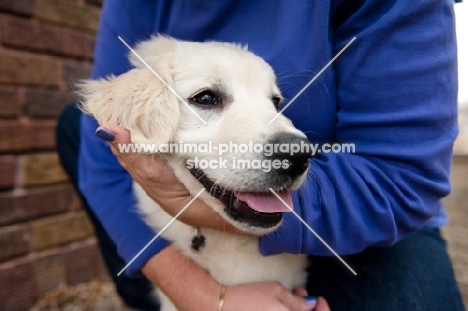 Golden retriever puppy being hugged by owner.