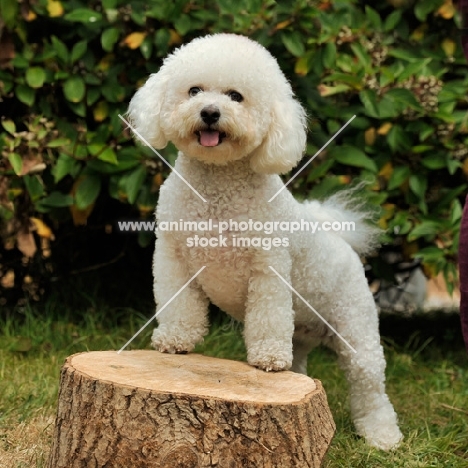 bichon frise posing on log, full body