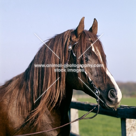 Magnifico, Arab stallion head study 