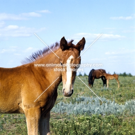 Budyonny foal head and shoulders 