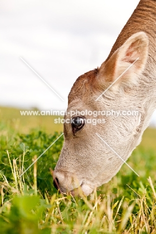 Swiss brown calf grazing