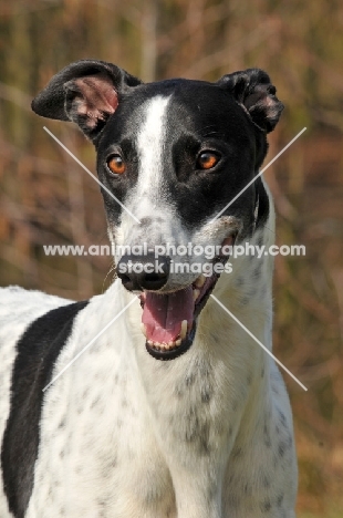 Greyhound smiling