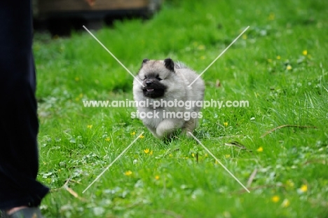 Keeshond puppy running on grass