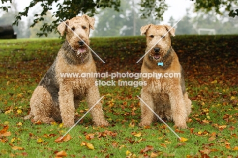 two Airedale terriers in autumn