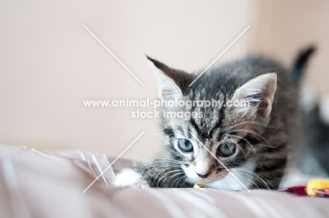 kitten walking on sheet