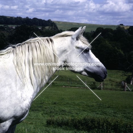 connemara pony mare from rosenaharley stud, head study