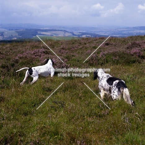 working type pointer and working type english setter on moor