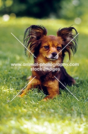 Russian Toy Terrier lying down