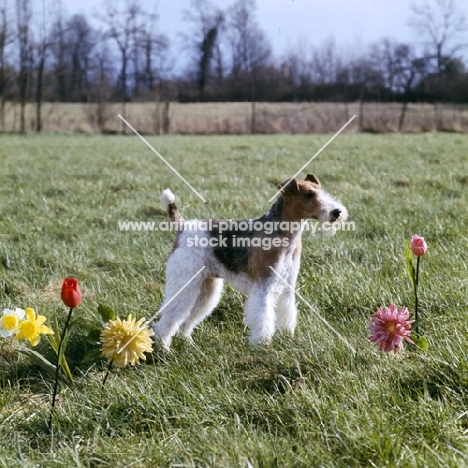 wire fox terrier in a field with plastic flowers