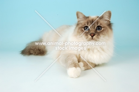 blue point Birman cat on light blue background