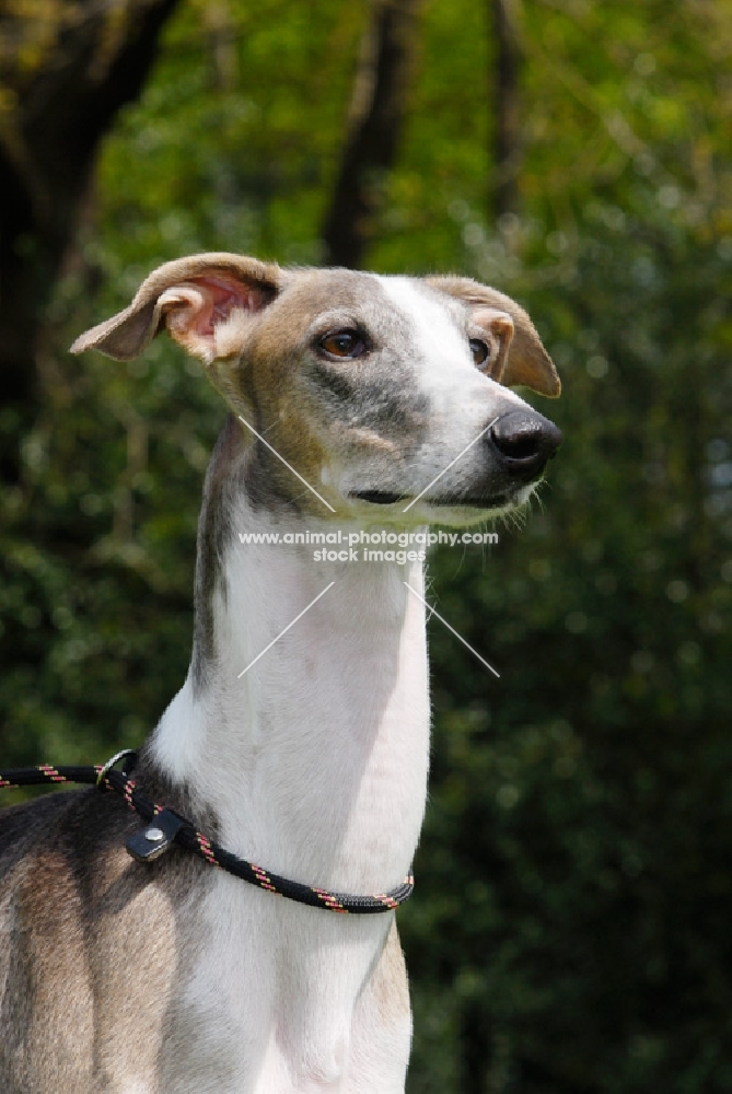 hortaya borzaya south russian sighthound