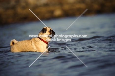 fawn Pug in water