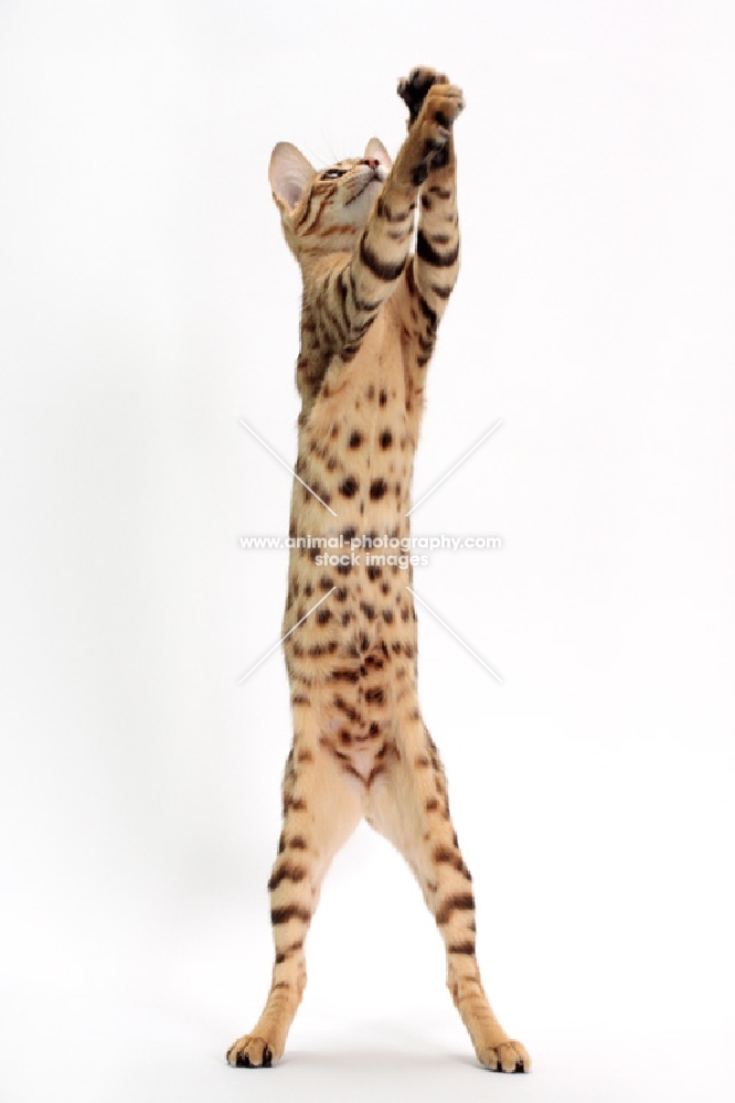 female Savannah cat on white background, reaching 