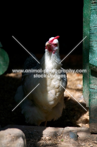 Chicken in chicken coop