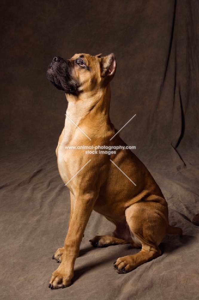 Cane Corso sitting sideways