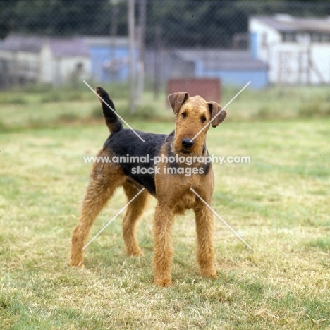 airedale terrier with head on one side