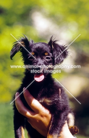 cute, young Russian Toy Terrier