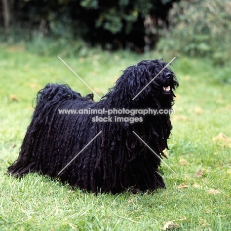 black hungarian puli