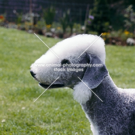 bedlington terrier  from leiberlamb kennels, portrait