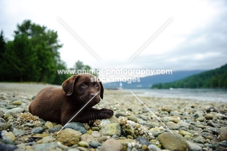 Chocolate Labrador Retriever puppy lying in the beach. 