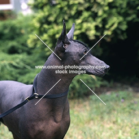 ch moctezuma, mexican hairless head study