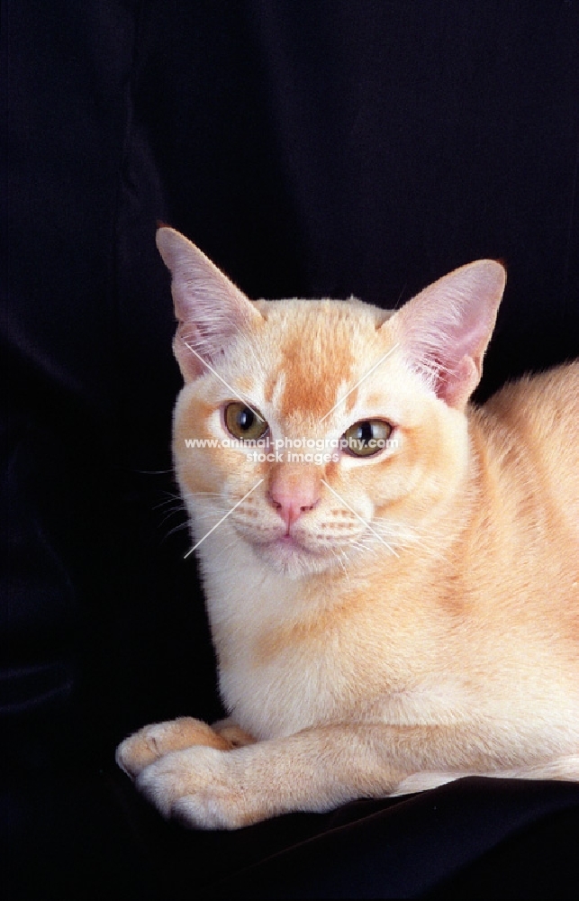 red Burmese cat lying on black background