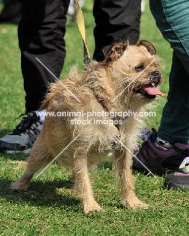 ugly cross breed dog