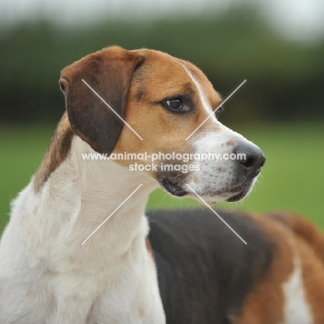 show bred english foxhound head and shoulders