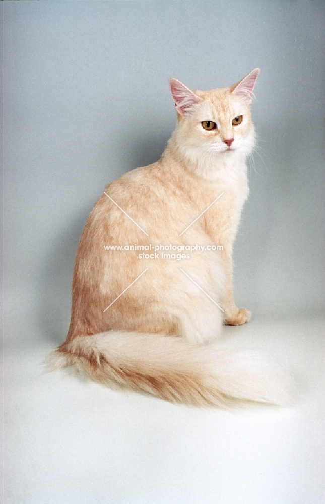 cream silver Somali cat sitting down